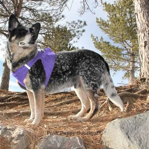 American River Ultra Choke Free Dog Harness - Paisley Purple