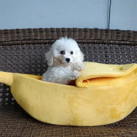 Banana Shape Pet Dog Cat home litter