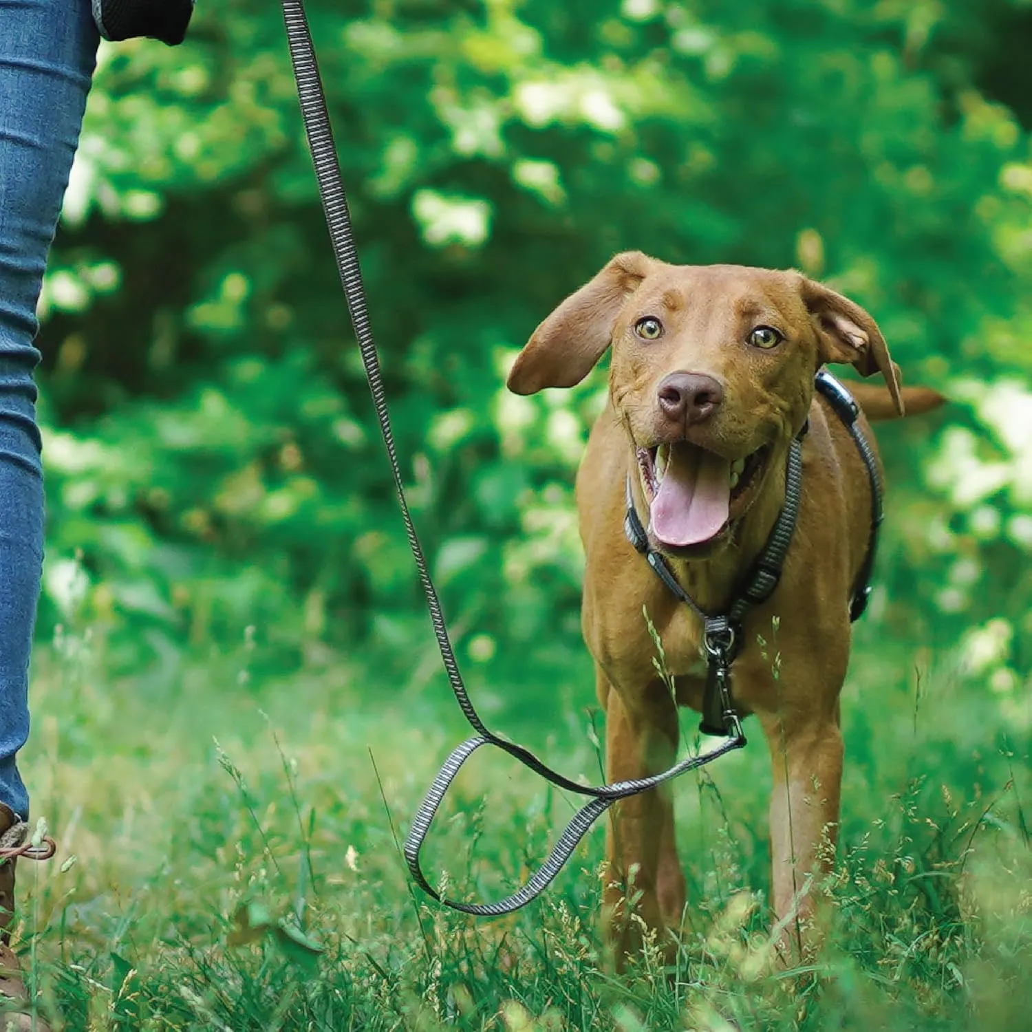 Blue-9 Reflective Buckle-Neck Balance Harness, Fully Customizable Fit No-Pull Harness with 3M Reflective Stitching, Ideal for Dog Training and Obedience, Made in The USA, Grey, Large