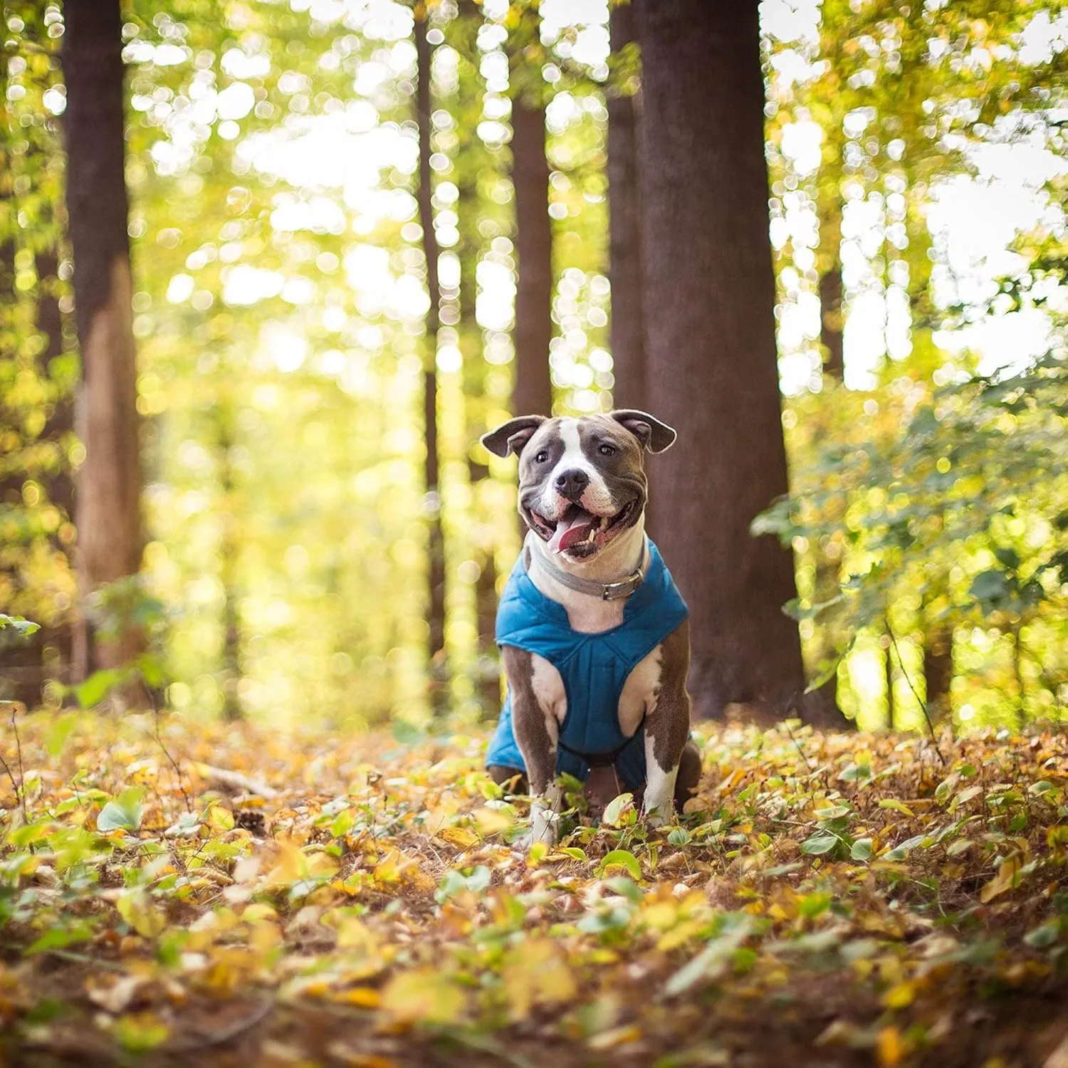 Kurgo Loft Dog Jacket, Reversible Dog Coat, Wear with Harness or Sweater, Water Resistant, Reflective, Winter Coat for Medium Dogs (Coastal Blue, M)