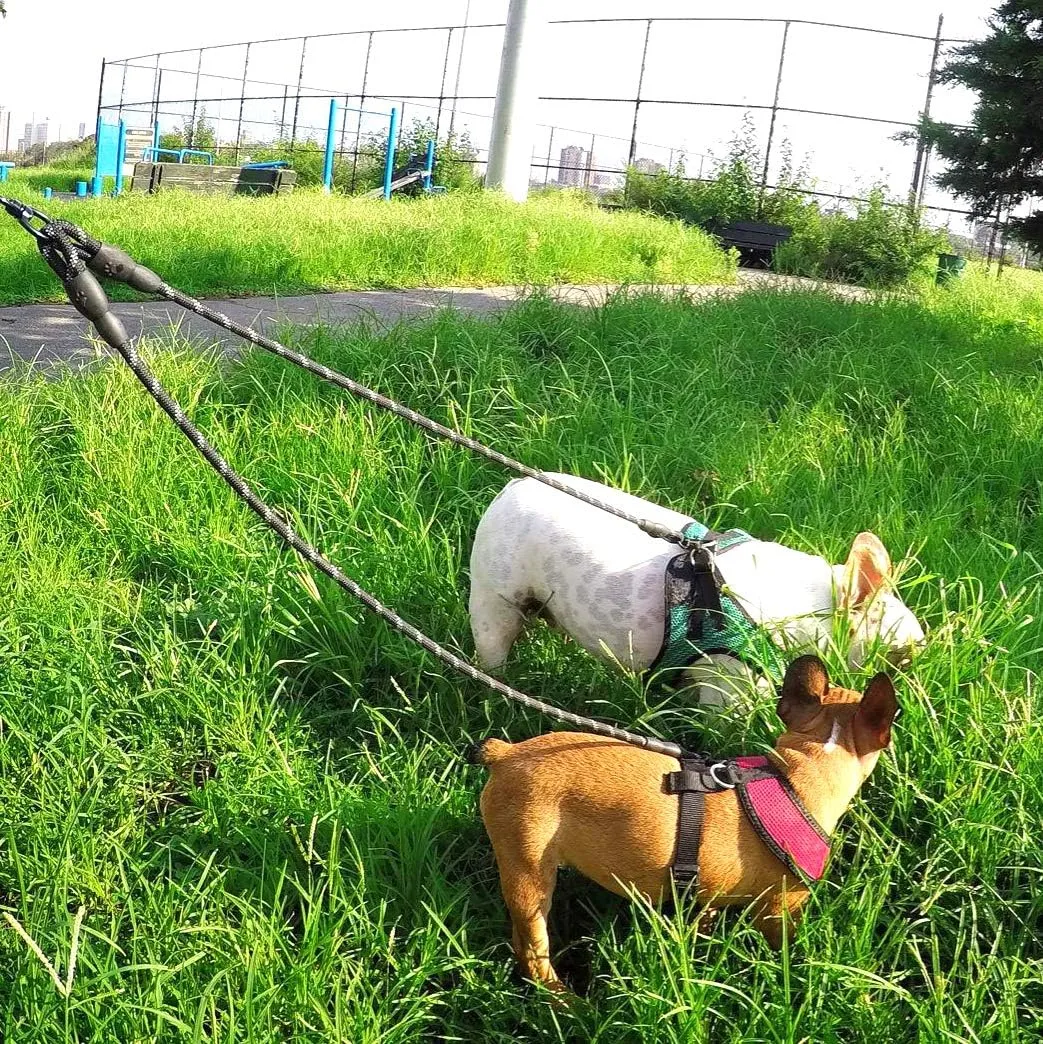 Taglory Double Dog Leash | Reflective Rope | No Tangle | Double Leash for Two Dogs | Puppy Small Medium Breeds | Red