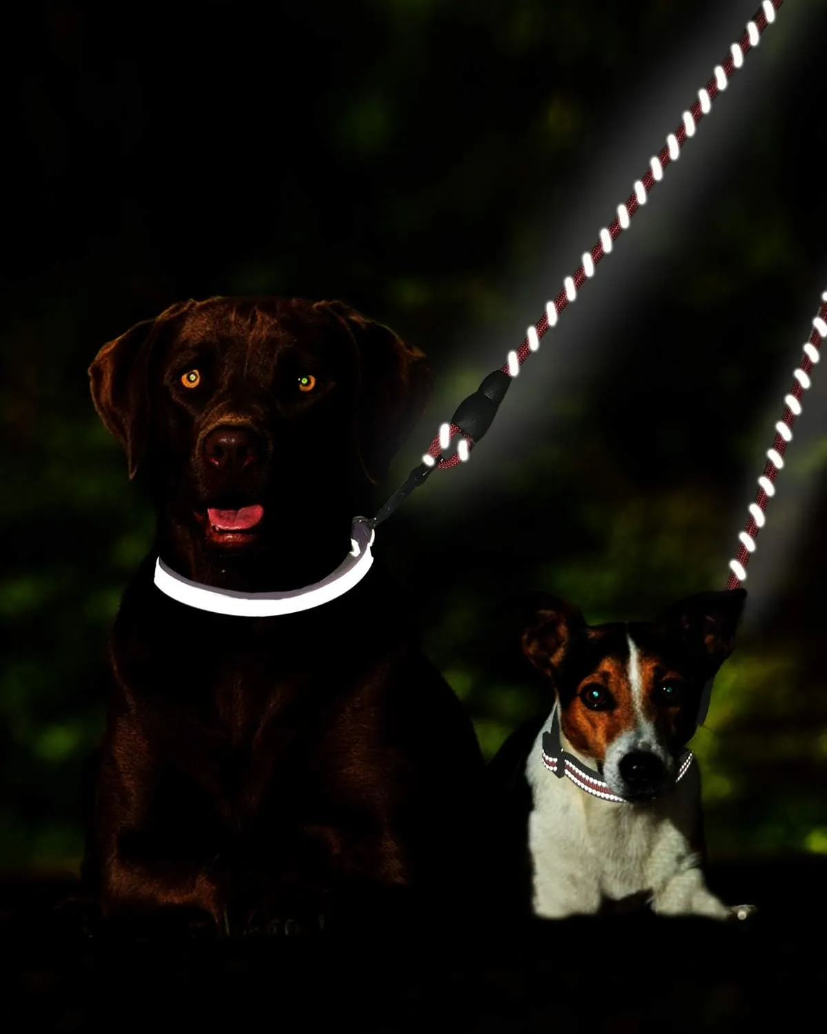 Taglory Double Dog Leash | Reflective Rope | No Tangle | Double Leash for Two Dogs | Puppy Small Medium Breeds | Red